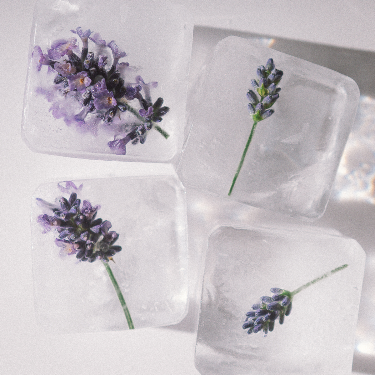 LEAU NIGHT Lavender Infused Sparkling Water Dose Kiste 24 x 330 ml Schweiz – Ansicht 3